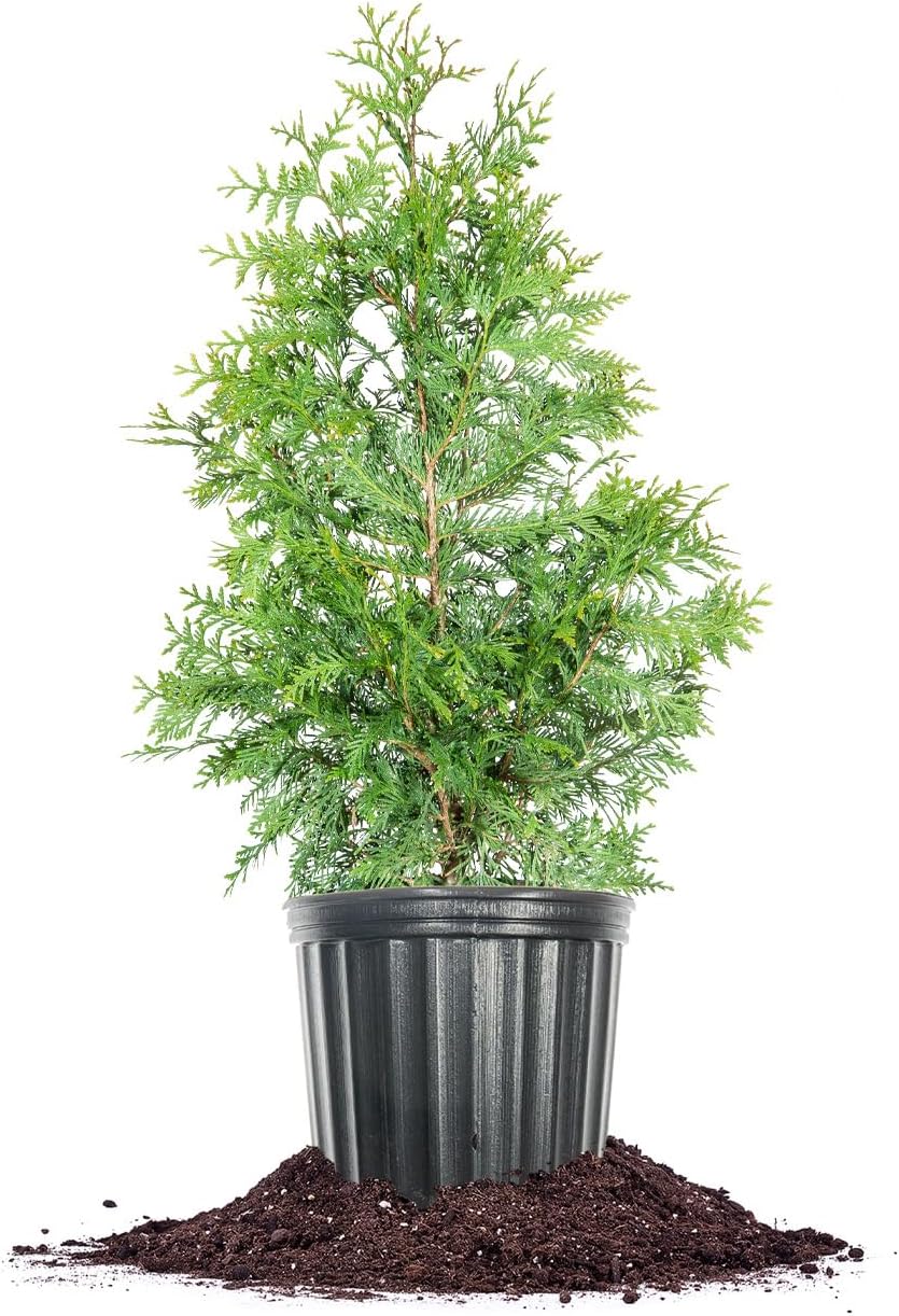 perfect plants thuja green giant arborvitae, 3 gallon, main product view