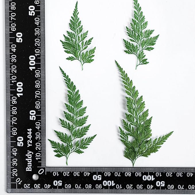 48 Pcs Dried Pressed Flowers Leaves Ferns for Crafts Art Resin DIY Natural Dry Green Leaf Epoxy Jewelry Real Rose Flower Decor Cakes Phone Cases Bookmarks Candles Handmade Soap Ferns