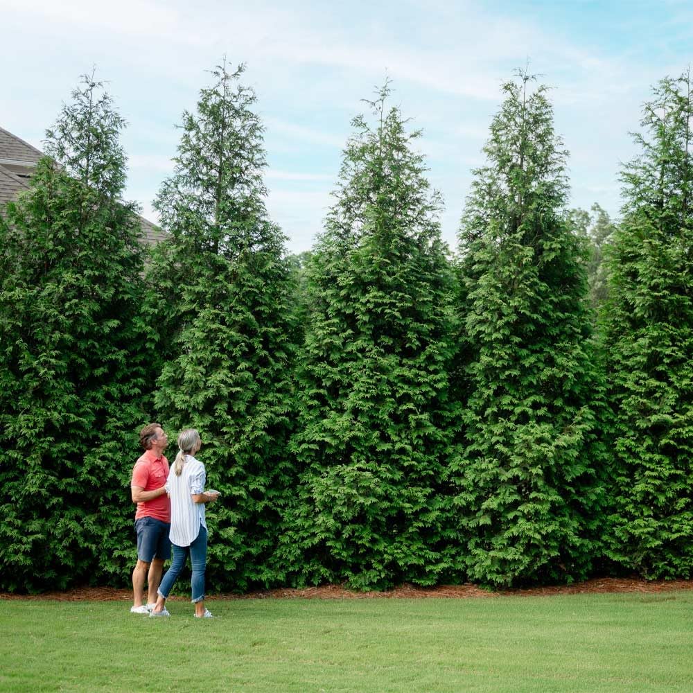 brighter blooms thuja green giant arborvitae, 5-6 ft., main product view