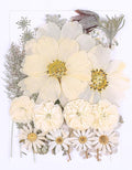48PCS White Large Real Dried Pressed Flowers Leaves Natural Plant Herbarium for DIY Resin Mold Jewelry Making Craft (12 Styles)