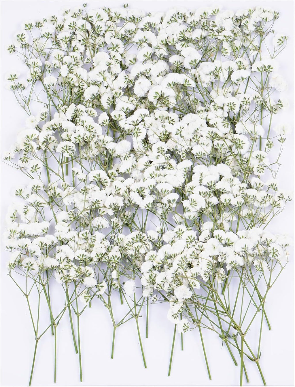 50Pcs Babys Breath Dried Pressed Flowers for Crafts,Xinxinran White Dry Flowers Kit for Wedding Invitation Accessories,Bookmark,Jewelry Molds,Candle Making Supplies,Soap,Frame,Cakes