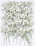 50Pcs Babys Breath Dried Pressed Flowers for Crafts,Xinxinran White Dry Flowers Kit for Wedding Invitation Accessories,Bookmark,Jewelry Molds,Candle Making Supplies,Soap,Frame,Cakes