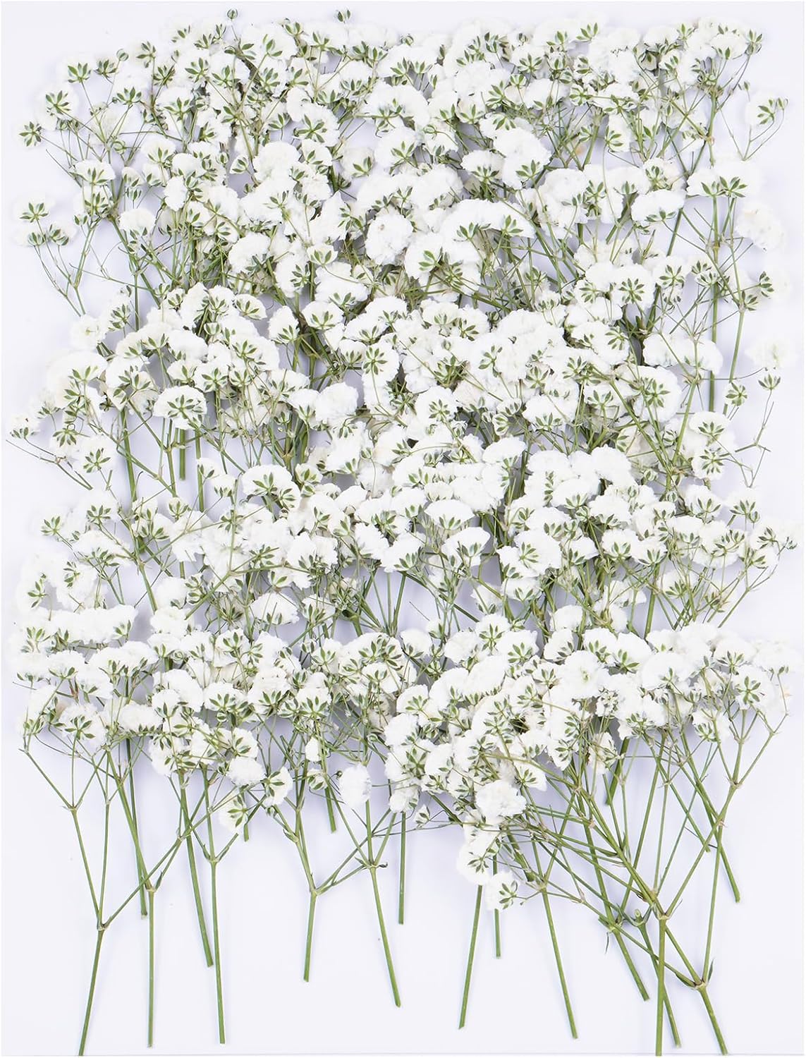50Pcs Babys Breath Dried Pressed Flowers for Crafts,Xinxinran White Dry Flowers Kit for Wedding Invitation Accessories,Bookmark,Jewelry Molds,Candle Making Supplies,Soap,Frame,Cakes