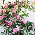 6FT Pink Flower Garland Artificial Rose Vines Hanging Floral Garland for Home Decor Wall Trellis Fence Wall Decoration (Pink 2pcs)