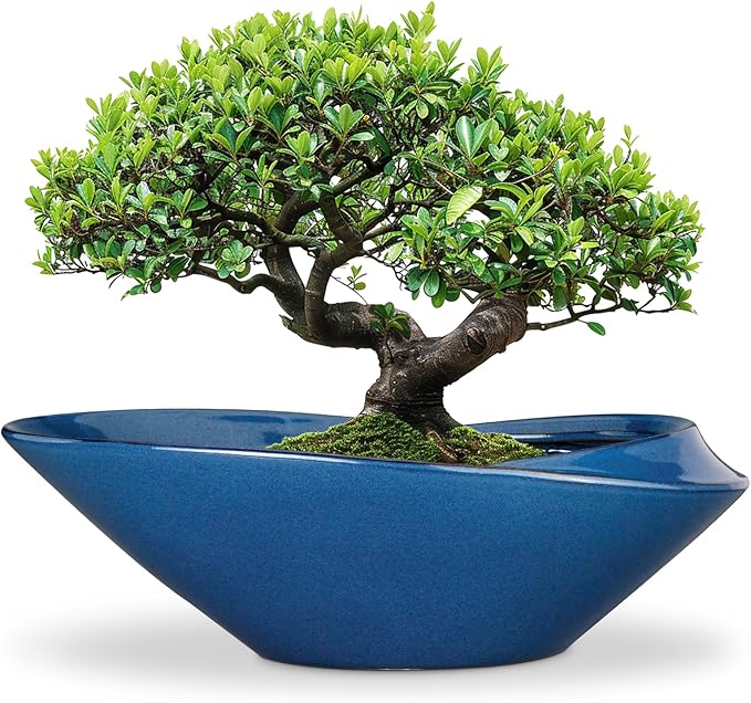 Bonsai Pot - 18 Inch Ceramic Planter for Indoor Outdoor Plants Bonsai Tree Pot Modern Large Succulent Planter Decorative Plant Pot with Drainage Hole Blue