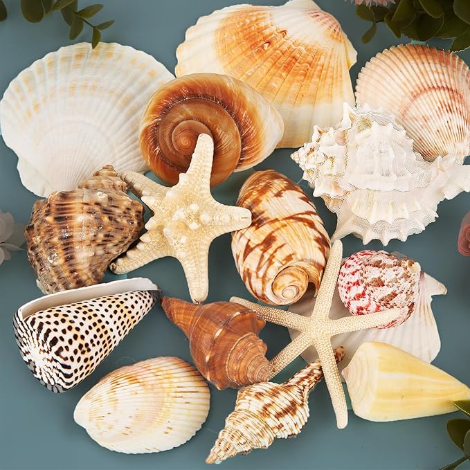 JQAQJU Sea Shells for Decorating 15PCS Large Seashells Starfish Conch for Beach Party,Vase Fillers, Table Scatters, Home Decor, DIY Crafts, Bathroom, Fish Tank Decorations
