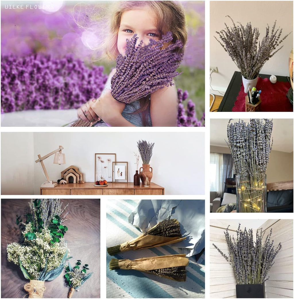 Dried Lavender Bundles, Uieke Natural Dried Lavender Flowers 280-300 Stems 16“ for Home Weeding Decoration Flower Arrangements Home Fragrance 2 Bundles