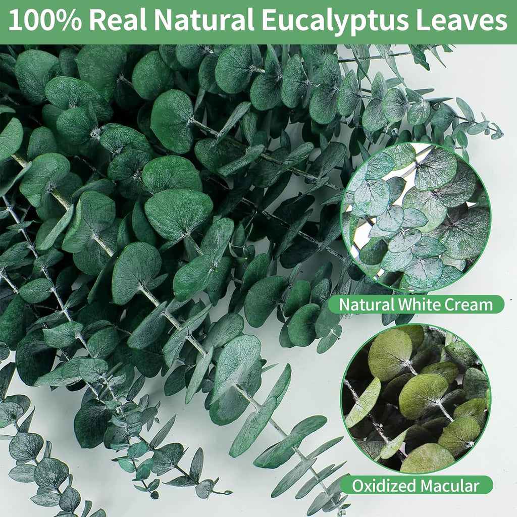 12PCS Dried Eucalyptus Bundle 17'' Real Eucalyptus Stems 100% Natural Fresh Leaves Hanging Plants Greenery Stems for Shower Home Decor Flower Arrangement Wedding