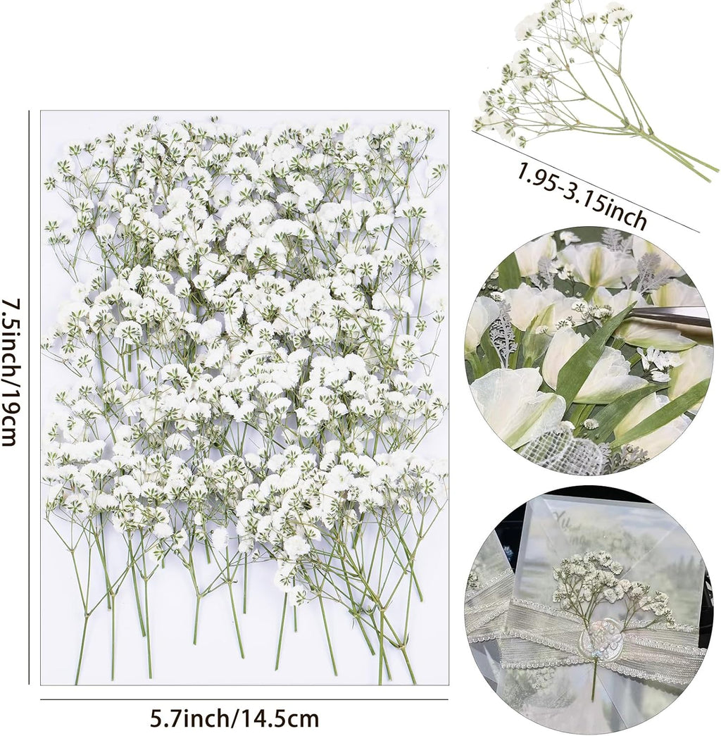 50Pcs Babys Breath Dried Pressed Flowers for Crafts,Xinxinran White Dry Flowers Kit for Wedding Invitation Accessories,Bookmark,Jewelry Molds,Candle Making Supplies,Soap,Frame,Cakes