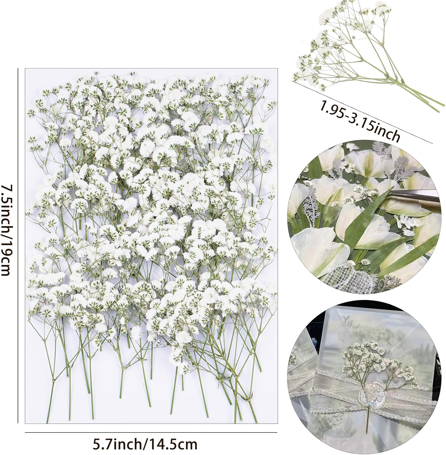 50Pcs Babys Breath Dried Pressed Flowers for Crafts,Xinxinran White Dry Flowers Kit for Wedding Invitation Accessories,Bookmark,Jewelry Molds,Candle Making Supplies,Soap,Frame,Cakes