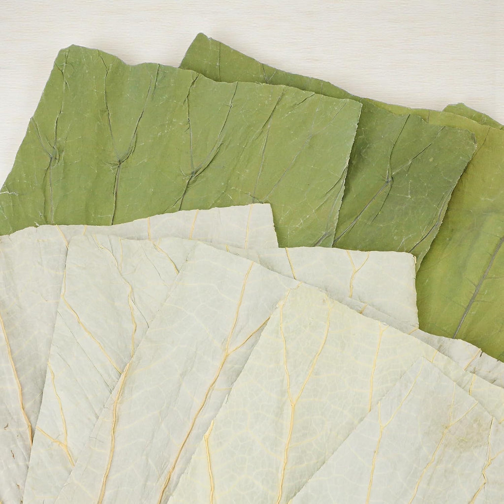 100 PCS Dried Lotus Leaves Food Wrap for Cooking/Decoration, Natural Whole Sheets Square Cutting, Organic Wrapper for Sticky Rice Sushi Dim Sum Lo Mai Gai, Party Making and Serving Plates (8x8 inch)