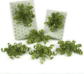 HUIHUANG Moss Green Bows for Gift Wrapping Self Adhesive Christmas Green Gift Bows Burst Curly Ribbon Bows for Presents, Gift Wrapping, Treat Bags, Party Favor, Crafts-6 inch x 6 Counts