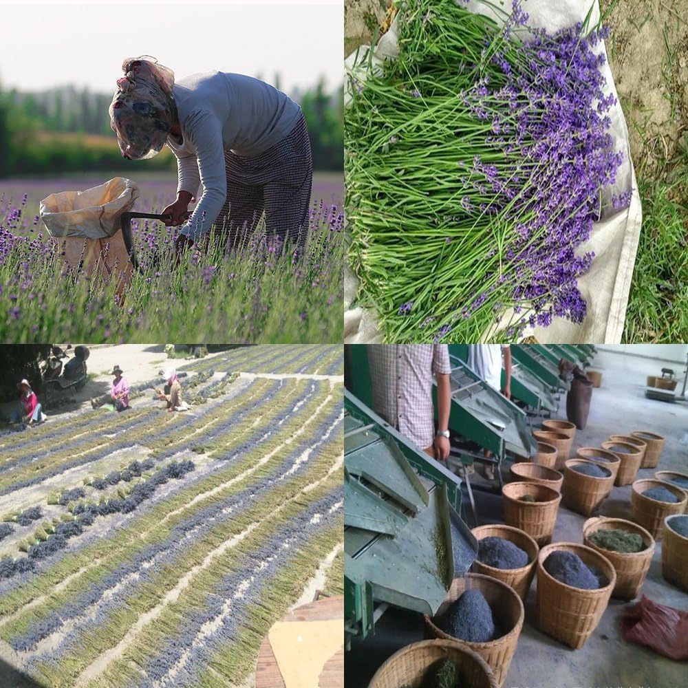 TooGet Fragrant Lavender Buds Dried Flowers Wholesale, Ultra Blue Grade - 225g