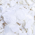 real ivory hydrangea dried flower confetti, nature?friendly, ivory, main product view