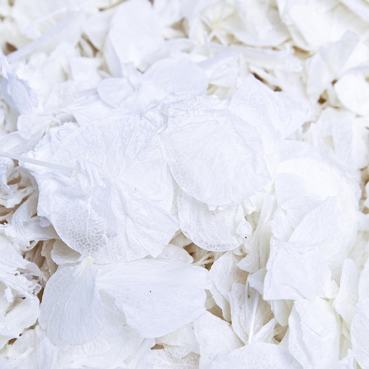 real ivory hydrangea dried flower confetti, nature?friendly, ivory, main product view
