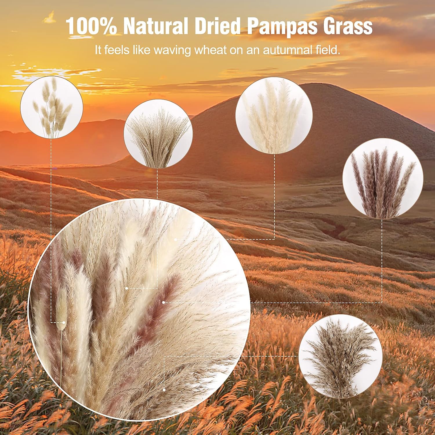 N&T NETING Dried Pampas Grass Decor- White Pampas Grass, Brown Pampas, Bunny Tail, Reed, Fluffy Dried Pompas Grass Flower for Home Wedding Table Vase Boho Modern Decor, 75Pcs