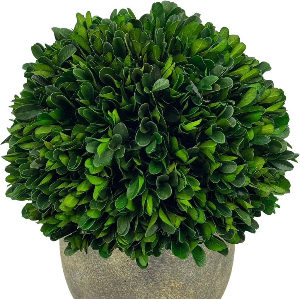 galt international preserved natural boxwood ball in grey, side view