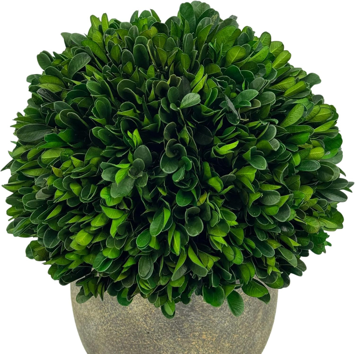 galt international preserved natural boxwood ball in grey, side view