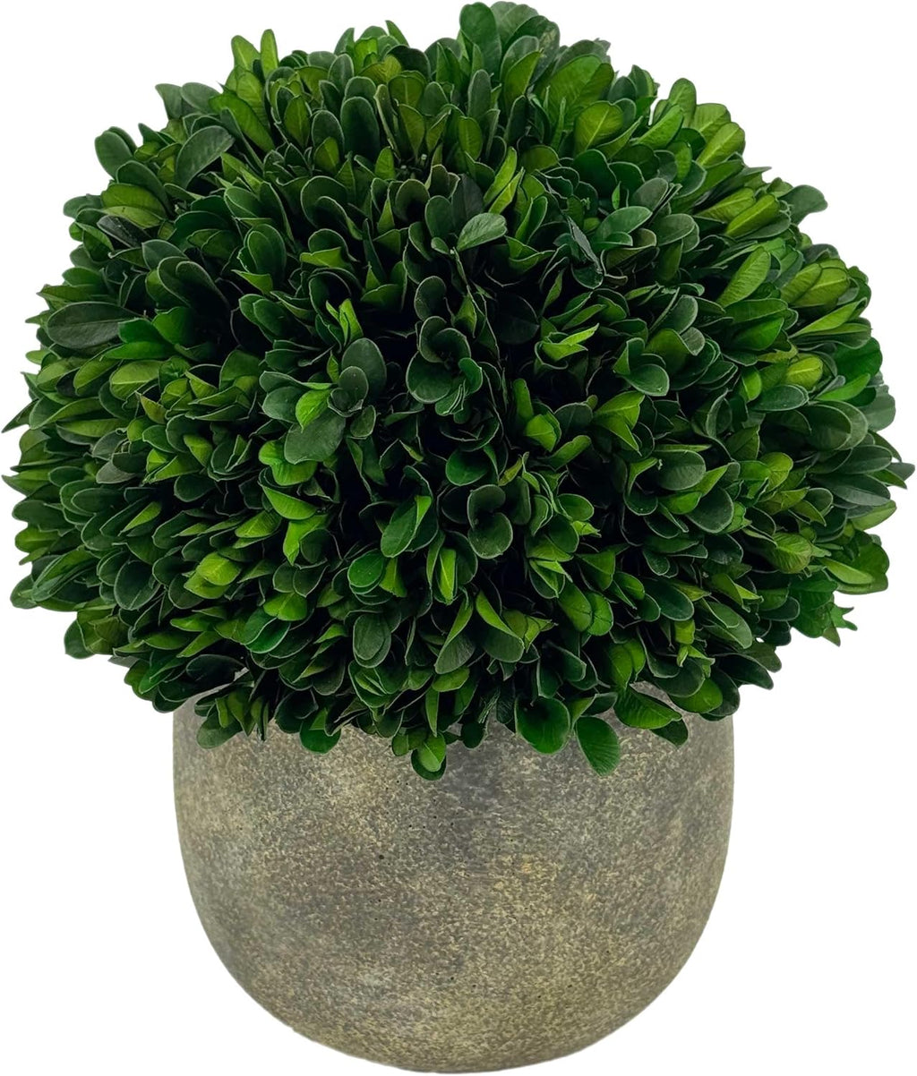 galt international preserved natural boxwood ball in grey, close-up detail
