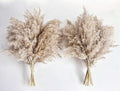 Pampas Grass Decor, Natural Dry Pampas Grass Small, Short Pampass Bulk for Farmhouse, Wall, Kitchen, Bedroom Decor, Office Decor (17 inch )