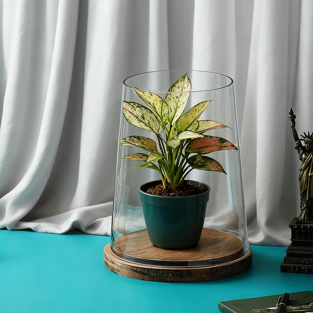 Set of 2 Glass Hurricane Candle Holders with Handmade Sturdy Glass Sleeves and Vintage Natural Wood Base for Pillar Candle & Plants, Industrial, Farmhouse, Display Cloche Bell Jars, Table Centerpiece