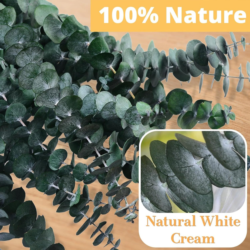 12PCS Dried Eucalyptus for Shower Hanging - 17'' Real Large Preserved Eucalyptus Stems Green Home Decor, 100% Made from Fresh Eucalyptus Leaves, Bathroom Shower Decor, Wedding, DIY