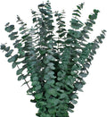 12PCS Dried Eucalyptus Bundle 17'' Real Eucalyptus Stems 100% Natural Fresh Leaves Hanging Plants Greenery Stems for Shower Home Decor Flower Arrangement Wedding