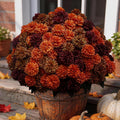 12 bundles artificial fall mums outdoor flowers, uv, main product view