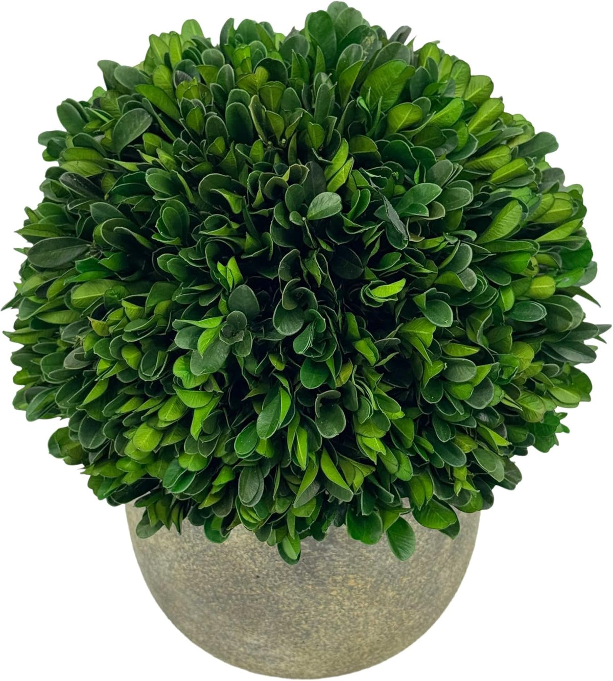 galt international preserved natural boxwood ball in grey showing dimensions