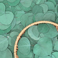 Eucalyptus Leaves, Rustic Boho Wedding Table Decor, 100% Natural Preserved Silver Dollar Eucalyptus Decor Green Leaves, Biodegradable Confetti for Weeding, DIY