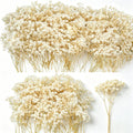 3000+ Mini Dried Baby's Breath Flowers, 6'' Natural Ivory White Flowers for Resin Art Craft DIY, 65Pcs Pressed Gypsophila Bouquet Present for Valentine's Day, Wedding Wreath, Card Making, Home Decor