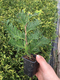 10 thuja green giant arborvitae 7-10 inches tall, main product view