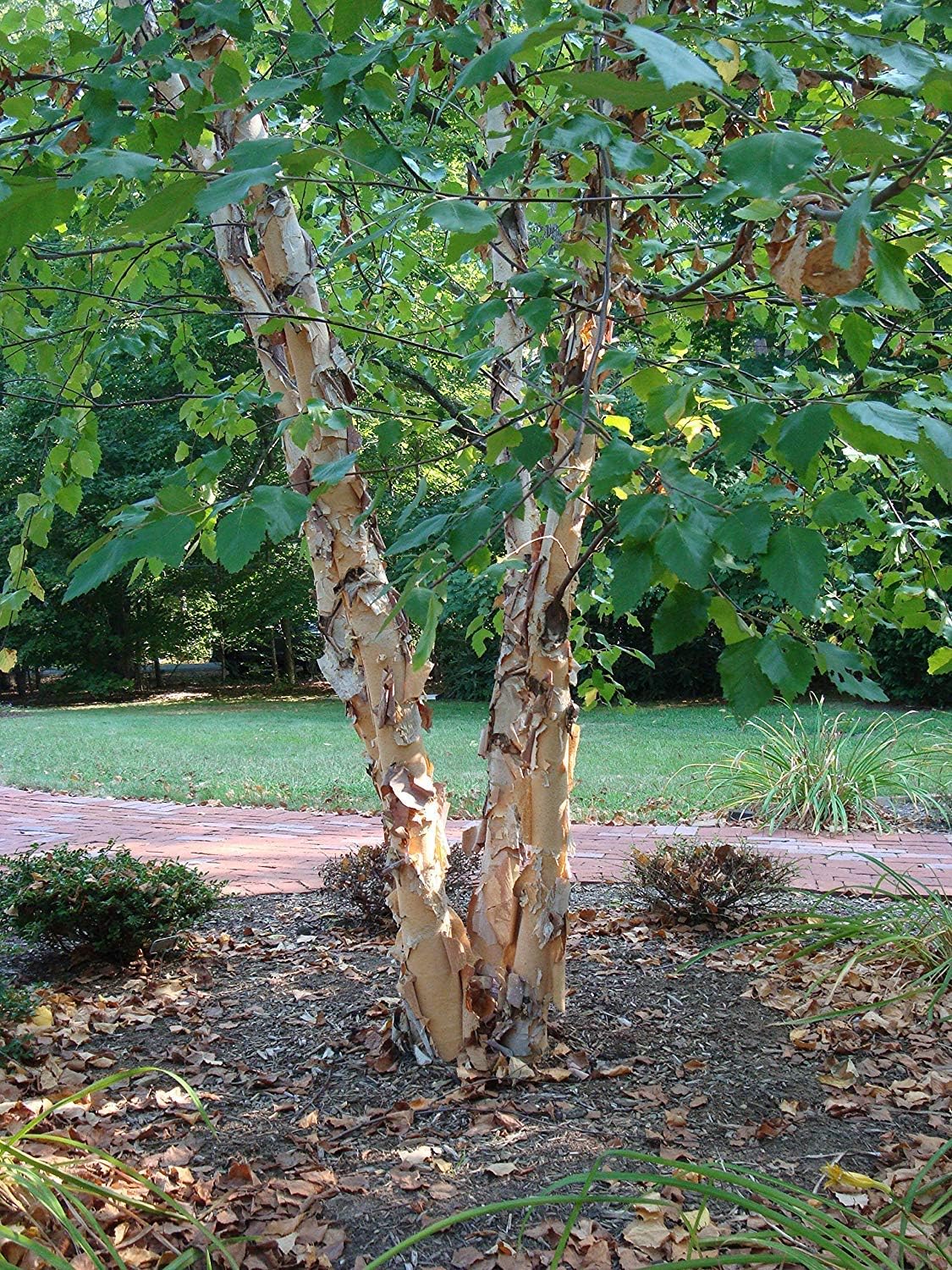 river birch tree - live plant shipped 3, main product view